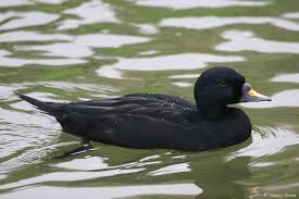Attēlu rezultāti vaicājumam “Melanitta nigra male”