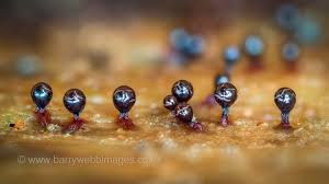 Attēlu rezultāti vaicājumam “Trichia botrytis”