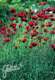 Attēlu rezultāti vaicājumam “Dianthus arenarius bud”