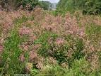 Shrubby <b>Lespedeza</b> (<b>Lespedeza</b>