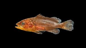 Image result for Mycteroperca microlepis