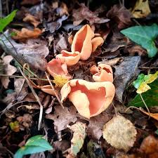 Attēlu rezultāti vaicājumam “Otidea onotica”