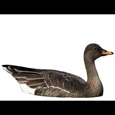 Image result for Anser fabalis