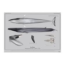 Image result for Balaenoptera physalus