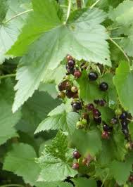Attēlu rezultāti vaicājumam “Ribes nigrum flower”
