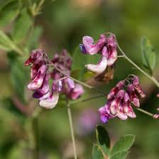 Attēlu rezultāti vaicājumam “Lathyrus niger”