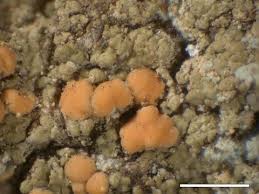 Attēlu rezultāti vaicājumam “Cliostomum corrugatum”