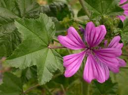 Image result for Malva sylvestris