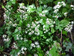 Attēlu rezultāti vaicājumam “Sanicula europaea bud”