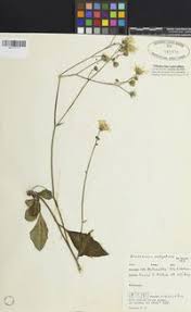 Attēlu rezultāti vaicājumam “Hieracium vulgatum leaf”