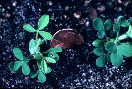 Attēlu rezultāti vaicājumam “Cytisus scoparius leaf”