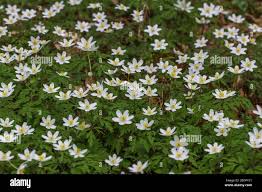 Image result for Buschwindröschen