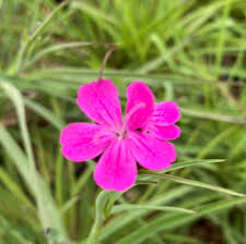 Image result for Dianthus carthusianorum