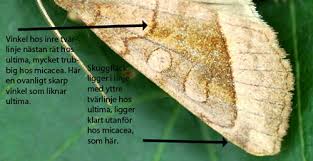 Attēlu rezultāti vaicājumam “Hydraecia micacea”