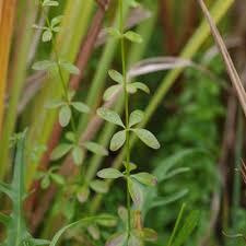 Attēlu rezultāti vaicājumam “Galium elongatum”