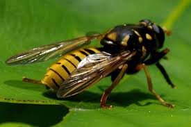 Attēlu rezultāti vaicājumam “Temnostoma vespiforme”