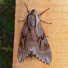 Attēlu rezultāti vaicājumam “Sphinx pinastri”