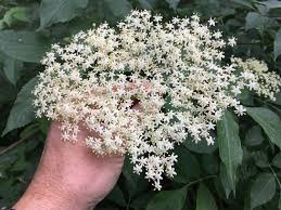 Attēlu rezultāti vaicājumam “Sambucus nigra”