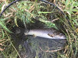 Image result for Dulverton Angling Association