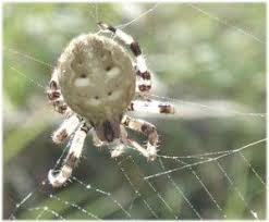 Attēlu rezultāti vaicājumam “Araneus quadratus”