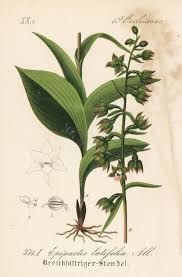 Attēlu rezultāti vaicājumam “Epipactis helleborine”