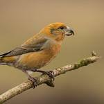 Attēlu rezultāti vaicājumam “Loxia pytyopsittacus male”