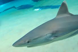 Image result for Carcharhinus albimarginatus