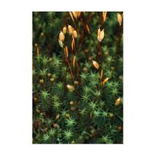 Attēlu rezultāti vaicājumam “Polytrichum commune sporophyte”