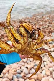 Image result for Eriphia verrucosa