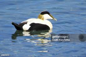 Attēlu rezultāti vaicājumam “Somateria mollissima male”