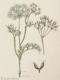 Attēlu rezultāti vaicājumam “Cnidium dubium”