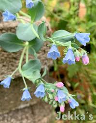 Attēlu rezultāti vaicājumam “Anthyllis maritima leaf”