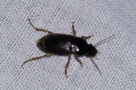 Attēlu rezultāti vaicājumam “Pseudoophonus rufipes”