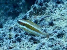 Image result for Sparisoma axillare
