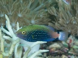Image result for Scarus niger