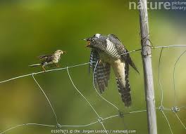 Attēlu rezultāti vaicājumam “Cuculus canorus juvenile”