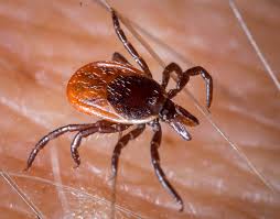 Attēlu rezultāti vaicājumam “Ixodes”