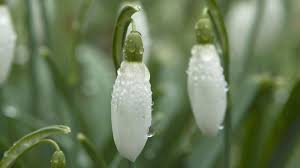 Attēlu rezultāti vaicājumam “Galanthus nivalis bud”