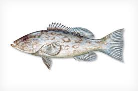 Image result for Mycteroperca microlepis