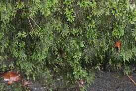 Attēlu rezultāti vaicājumam “Thamnobryum alopecurum”