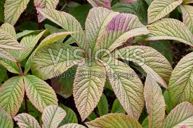 Image result for Rodgersia chocolate wings