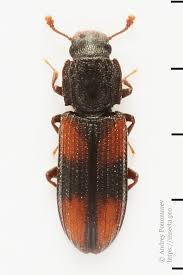 Attēlu rezultāti vaicājumam “Bitoma crenata”