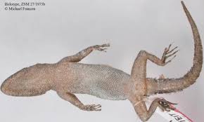 Image result for Diplodus kotschyi