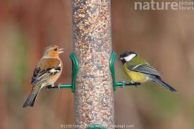 Attēlu rezultāti vaicājumam “Parus major male”