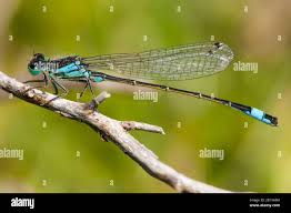 Attēlu rezultāti vaicājumam “Ischnura elegans”