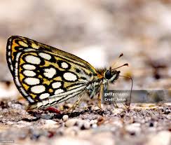 Attēlu rezultāti vaicājumam “Heteropterus morpheus”