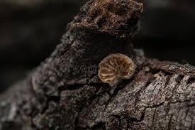 Attēlu rezultāti vaicājumam “Crepidotus versutus”