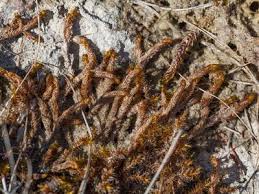 Attēlu rezultāti vaicājumam “Pseudocalliergon turgescens”