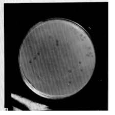 Attēlu rezultāti vaicājumam “Didymium nigripes young”
