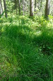 Attēlu rezultāti vaicājumam “Carex disperma”